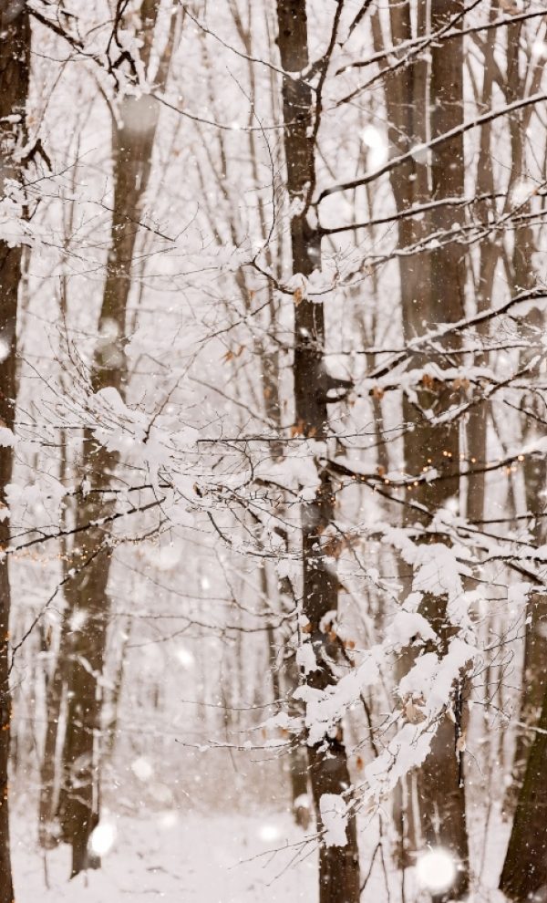 Nunta iarna in padure - SnowWhite by TreeHouse