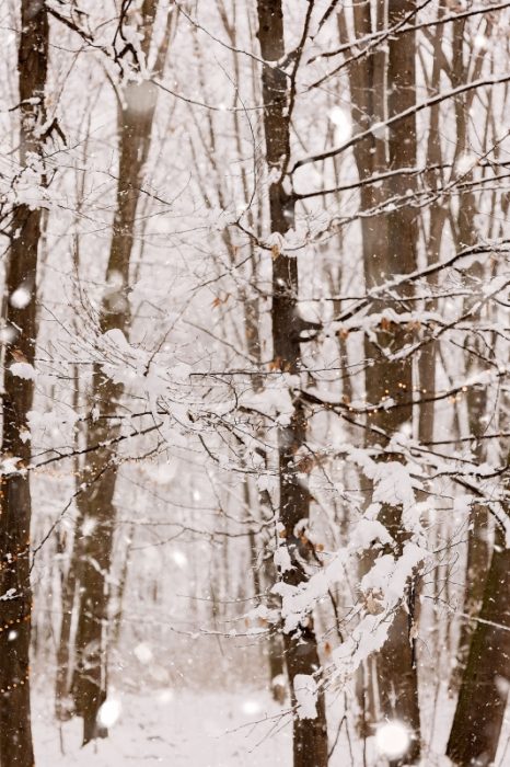 Nunta iarna in padure - SnowWhite by TreeHouse